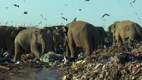 Video. Tödliche Verzweiflungstat in Sri Lanka: Elefanten suchen auf Müllkippen nach Nahrung