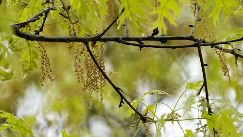 Der Klimawandel verschlimmert die Symptome von Pollenallergien