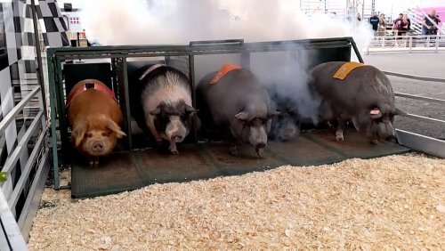 VIDEO : Flitzen und schlendern: Schweinerennen in New Jersey