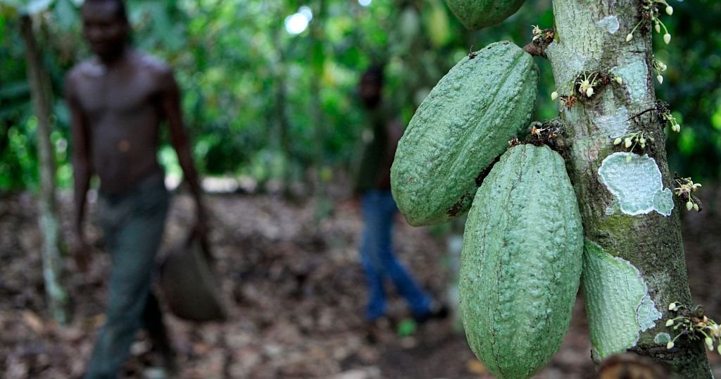 Côte d’Ivoire : le changement climatique inquiète les producteurs de cacao
