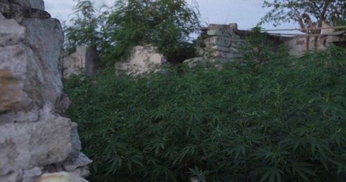Antigue-et-Barbude légalise la ''marijuana religieuse''