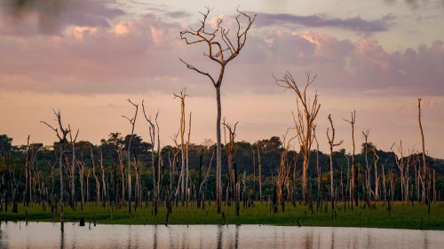 Wie haben Brasilien und Kolumbien die Entwaldung reduziert?