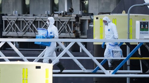 Hantavirus, minaccia per l'Europa: cambiamento climatico e deforestazione aumentano il rischio