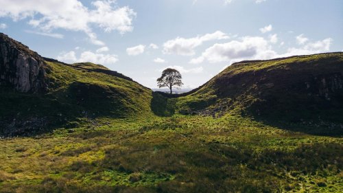 Royaume-Uni : deux hommes risquent la prison pour avoir abattu le célèbre arbre de Sycamore Gap