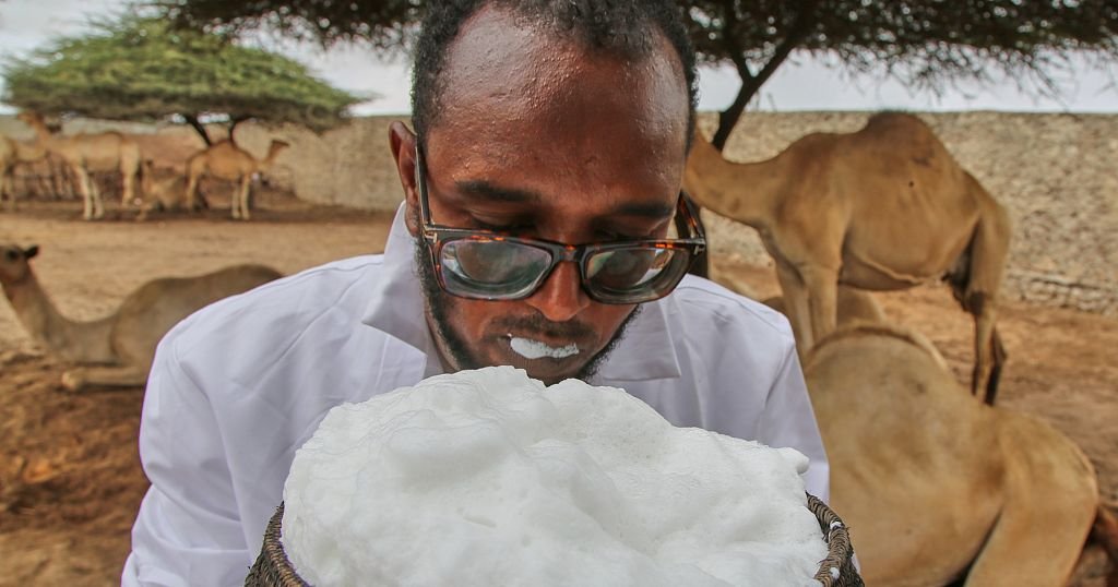 Somalie : une filière laitière en pleine mutation grâce au chameau