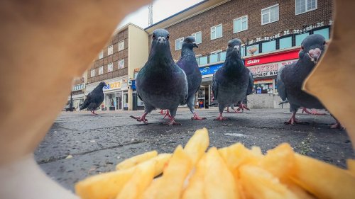 Voici les photos gagnantes des British Wildlife Photography Awards 2025