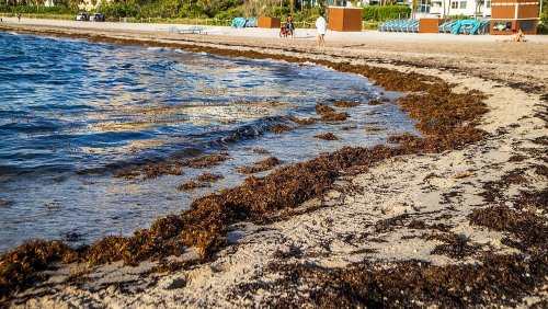Does a giant blob of seaweed heading for Florida’s beaches really contain flesh-eating bacteria?