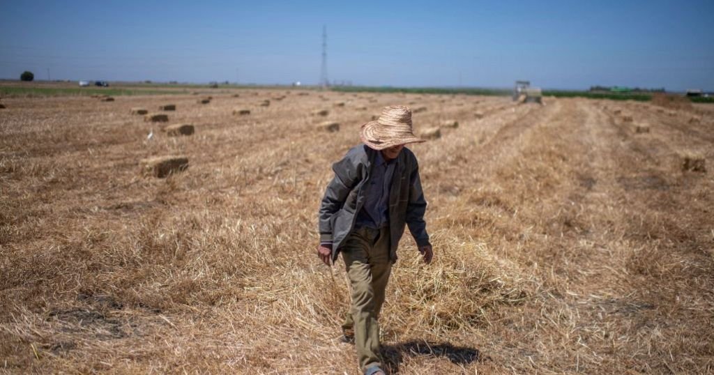 Maroc : l’agriculture, un secteur fragilisé par les sécheresses consécutives