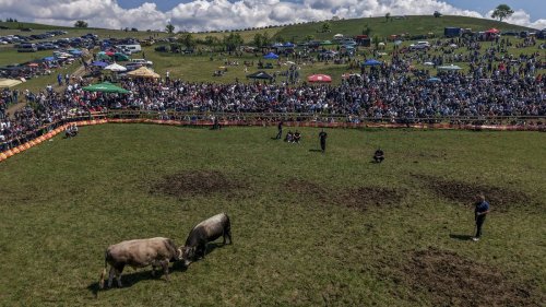 Bosnisches Mädchen bricht Tradition: Kampfstier für historische Turniere trainiert