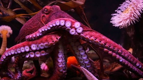 Octopuses have feelings and crabs should not be ‘boiled alive’, says new report