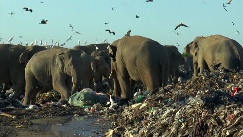 Tödliche Verzweiflungstat in Sri Lanka: Elefanten suchen auf Müllkippen nach Nahrung