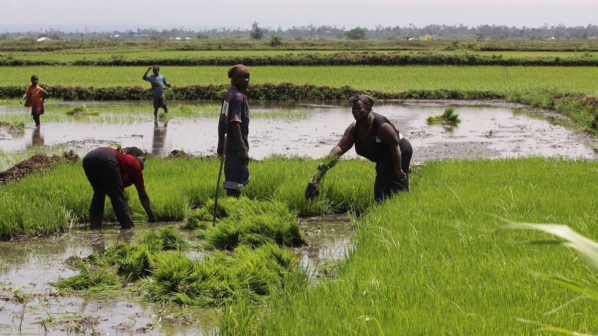 Vidéo. Kenya : des Nubiennes ravivent la tradition par l’agriculture urbaine