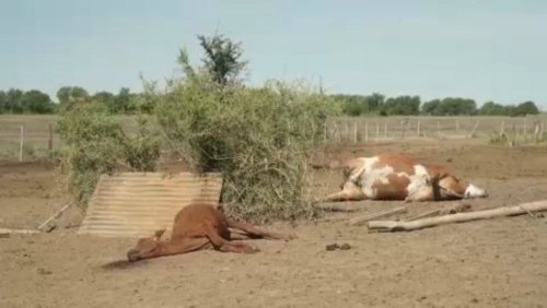 Dürre in Argentinien: Die Kühe sterben massenweise