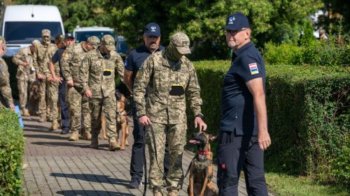 Vierbeinige Helfer: Europäische Hunde unterstützen ukrainische Armee