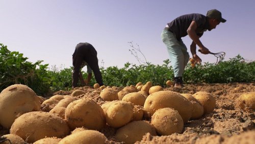 Le Sahara algérien, véritable pôle agricole international