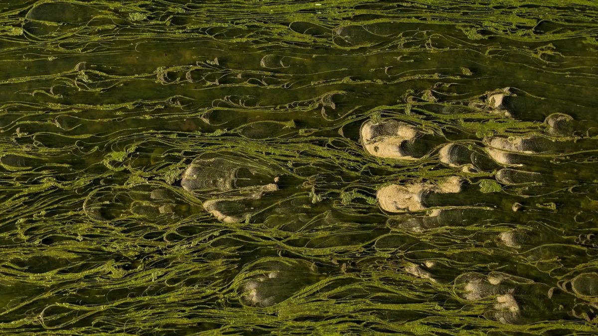 Du lait aux algues, des algues aux champs : une alternative écologique aux engrais chimiques