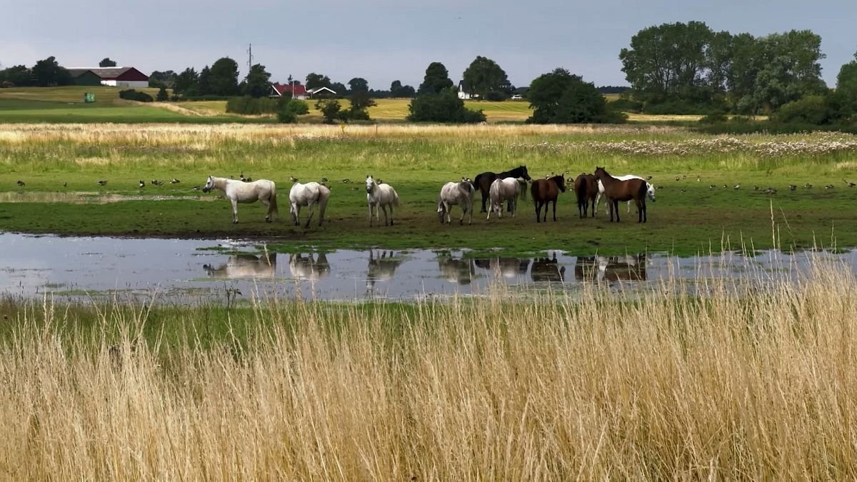 La renaturalisation des zones humides ralentit le réchauffement climatique et le déclin des espèces