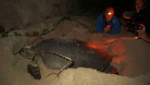 La Réunion: 150 Kilo schwere Schildkröte Emma legt zum 6. Mal Eier