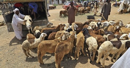 Sudan sheep prices rise ahead of Eid al Adha