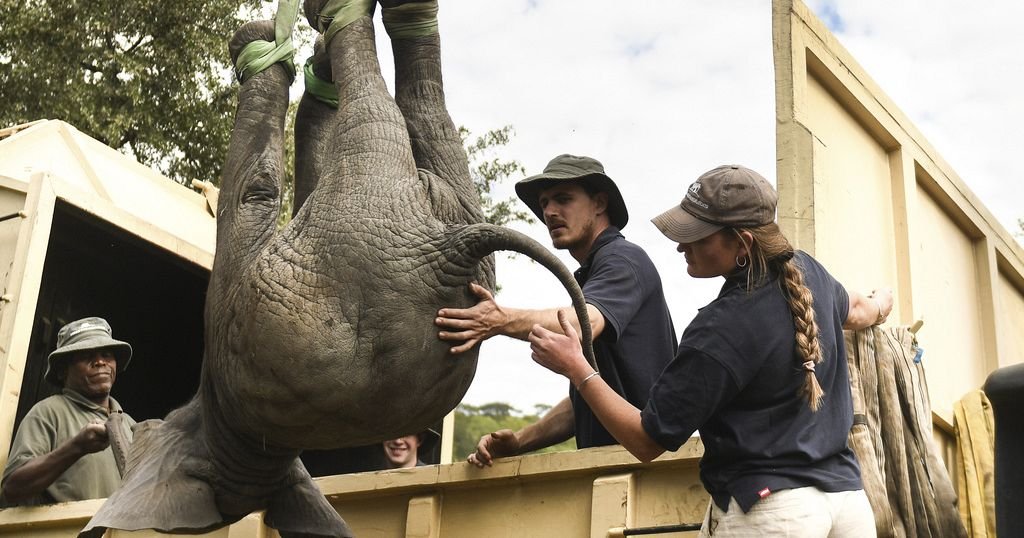 Malawi : des agriculteurs mécontents des dégâts causés par des elephants