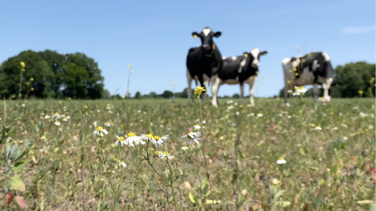 Trop de fumier : L’agriculture néerlandaise met à l’épreuve les objectifs écologiques de l’UE
