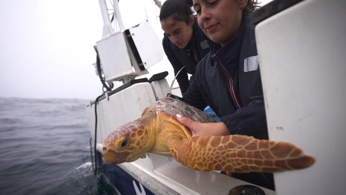 Au Portugal, scientifiques et soigneurs protègent ensemble la vie marine
