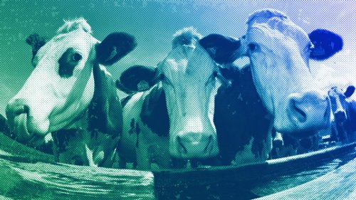 Every time you blame cows for climate change, an oil executive laughs