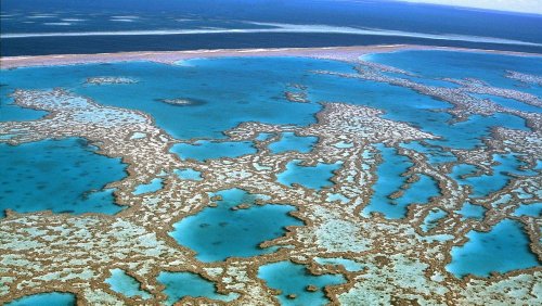 Marine biologists urge people not to give up hope on Great Barrier Reef after UNESCO report