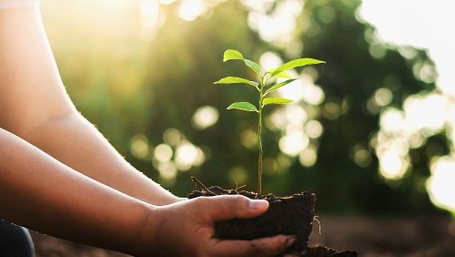 Human Composting California Legalises Alternative Green Burial Option 