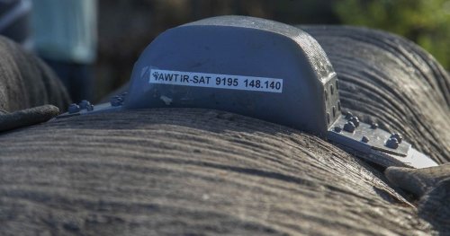 To avoid conflicts with locals, Zimbabwe tracks elephants with GPS