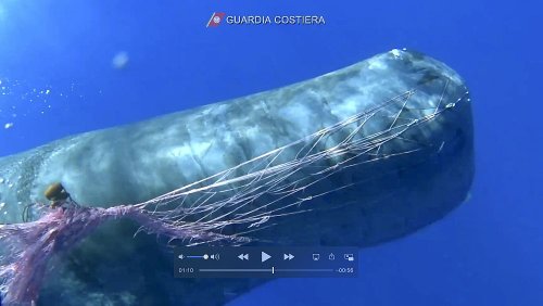 Italy: Operation to free sperm whale from illegally cast fishing net enters third day
