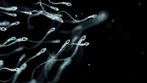 Sperm counts are declining globally. Scientists believe they have pinpointed the main causes why