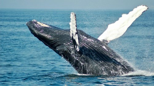 L'urine de baleine est indispensable pour la biodiversité marine, selon une étude