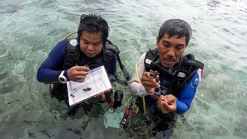 Meet the ex-poachers restoring the Indonesian coral reefs they destroyed