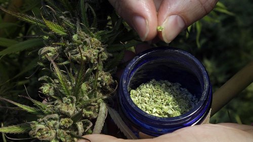 US-Studie: Cannabis-Wirkstoffe könnten gegen Covid helfen