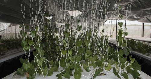 Cape Verdeans embrace aeroponics to boost produce