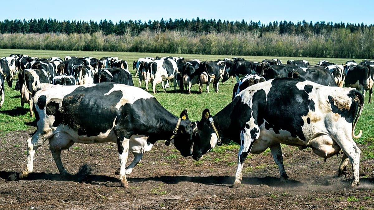 Vérification des faits : les vaches danoises meurent-elles à cause de l’additif Bovaer ?