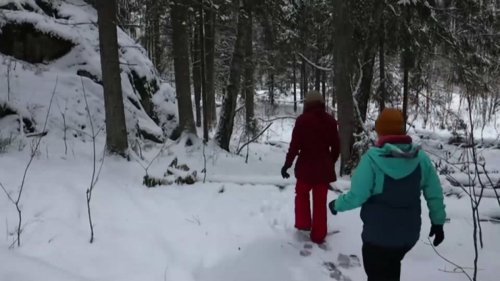 Finland's 'health forests' are helping patients reap the mental health benefits of being in nature