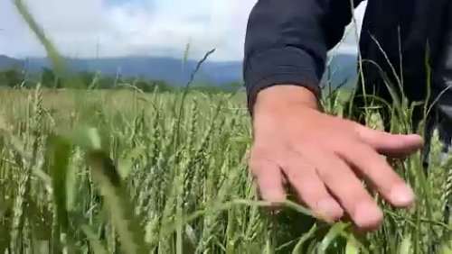 En Géorgie, les agriculteurs s'inquètent d'avoir un excédent de blé, impossible à vendre