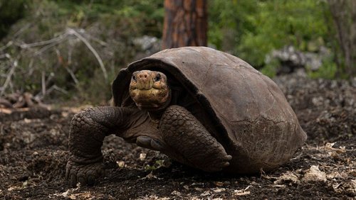 Extinct 'fantastic giant tortoise' found alive on the Galápagos Islands
