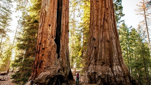 California's redwood forest: Scientists are using lasers to age the world's tallest trees