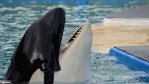 50 years in the world's smallest orca tank. Will Lolita finally be freed?