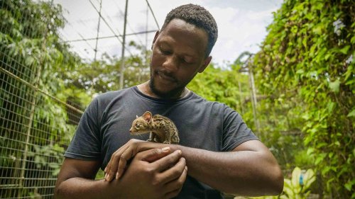 Watch: The Nigerian hero creating a safe haven for animals