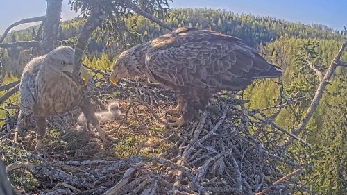 Wildlife TV is taking off in Europe. These are the most captivating livestreams to watch now