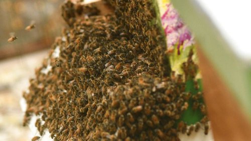 Honig bald Mangelware? Krieg zerstört ukrainische Bienenstöcke
