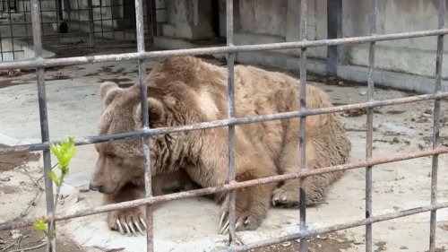 Verheerendes Feuer in Zoo auf der Krim: Nur 2 Bären überleben