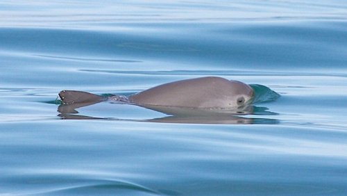 ‘We can’t stop now’: Baby vaquita gives hope for species, but extinction ‘inevitable’ unless nets go