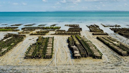 Gemüseanbau mit Meerwasser: Bekämpfen wir so den Hunger von morgen?