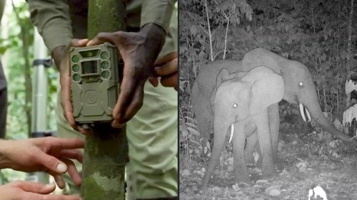 Catching poachers was almost impossible until this Dutch company invented a new type of camera