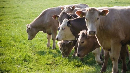 Farmers set to see lower trading costs from closer EU-UK ties